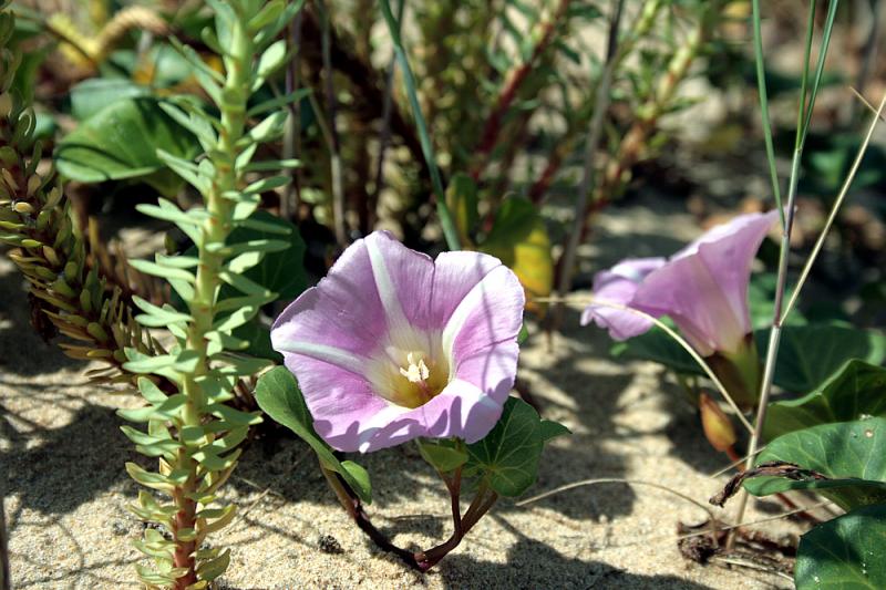 Liseron des dunes ou des sables (Calystegia soldanella) - Rivedoux - Ile de Ré - 17