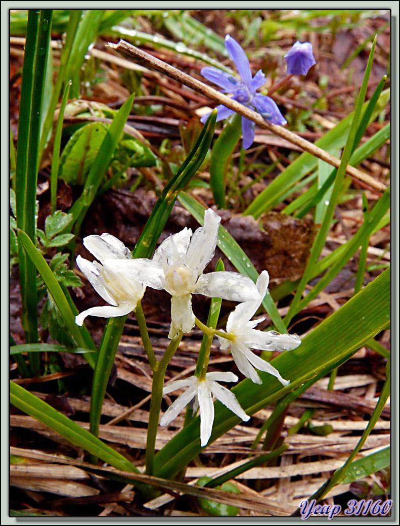 Scille à deux feuilles, individu blanc (Scilla bifolia) - Lans-en-Vercors - 38