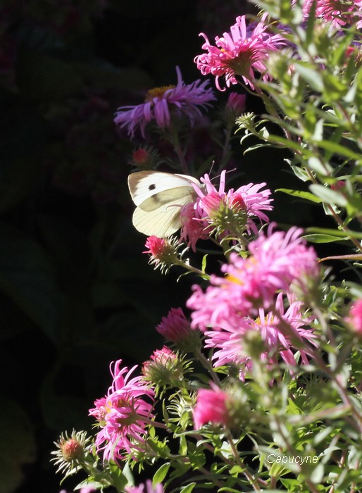 Feu d'artifice d'automne : Balsamines et Asters