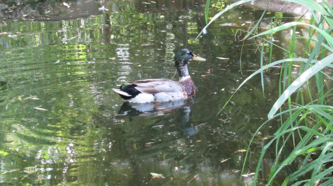 Parc de la Montagne de Reins Juin 2017 (Ferme aux oiseaux exotiques de Athis