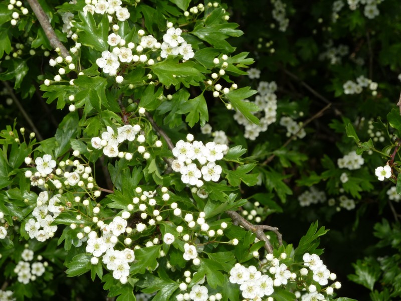 aubépine