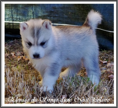 Chiot Husky Femelle 1 (34j)