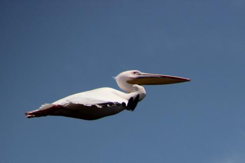 Dans le delta du Danube, 4 : les pélicans