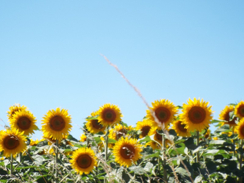 tournesol