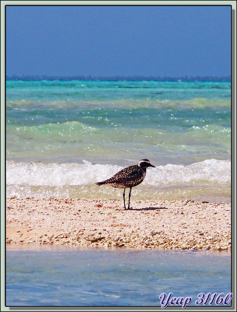 Pluvier fauve (Pluvialis fulva) - Motu Fatonu - Atoll Tikehau - Tuamotu - Polynésie française