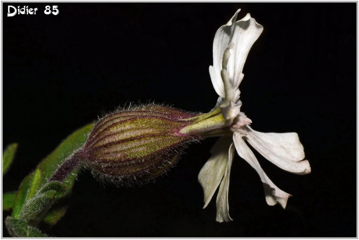 Compagnon Blanc (1) - Silene latifolia