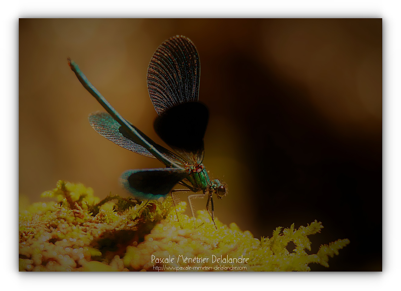 Caloptéryx vierge méridional - Calopteryx virgo méridionalis ♂