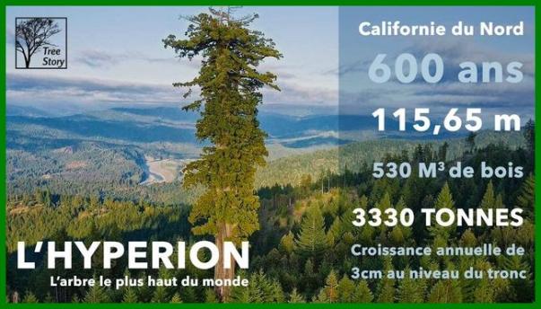 Les Arbres