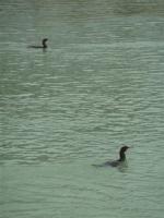 La randonnée du 9 octobre à Courseulles-sur-mer