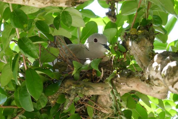 Cocotte, tourterelle rieuse (4)