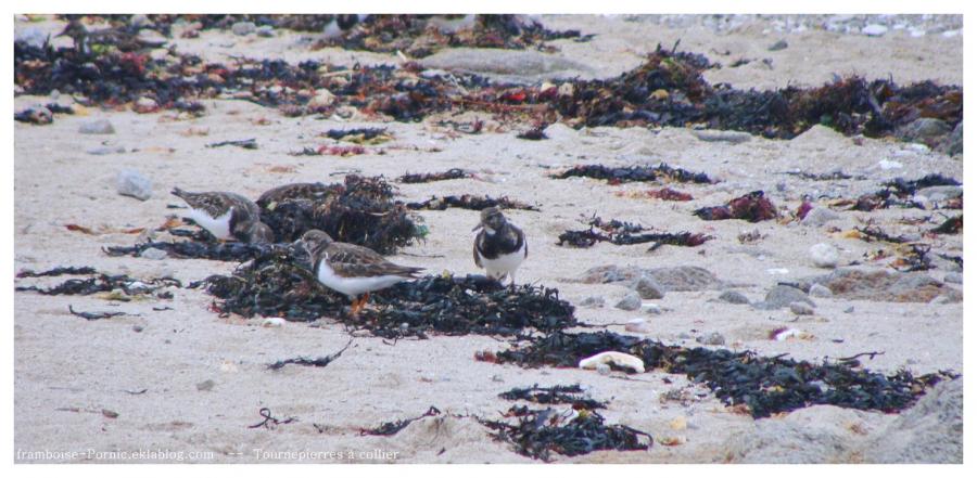 Le tournepierre à collier au Croisic 