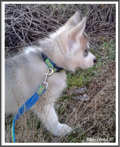 Iska (58 jours)