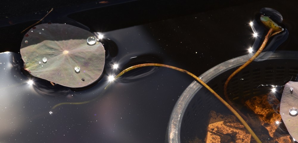 Perles de pluie sur les feuilles de lotus...