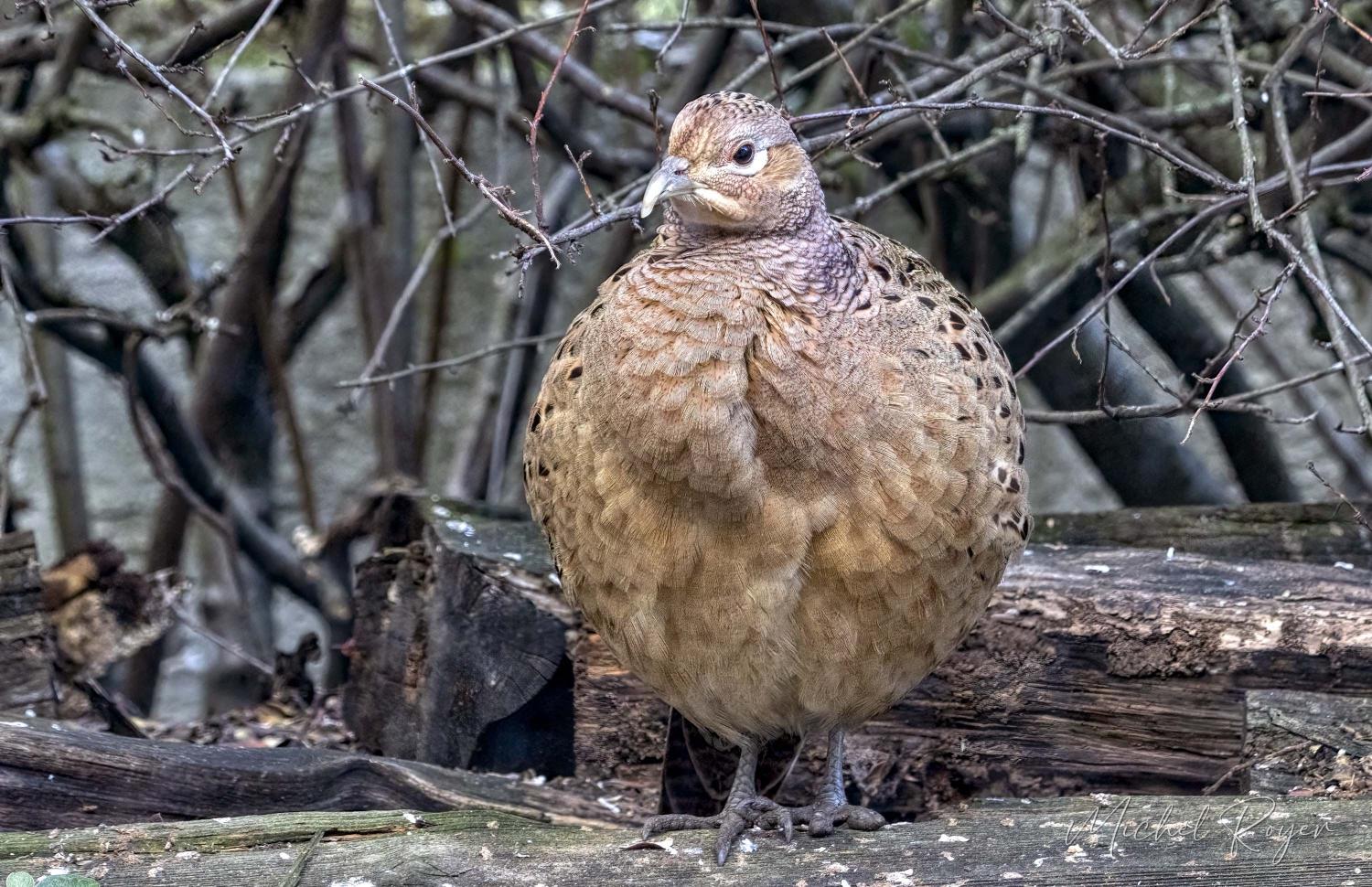 Poule faisane égarée