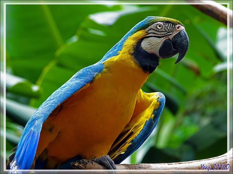 Ara bleu et or, Blue-and-yellow Macaw (Ara ararauna) - Parque das Aves - Foz do Iguaçu - Brésil