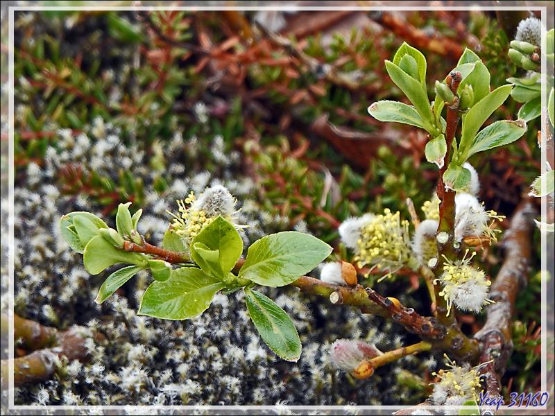 07/06/2023 : visite de la zone publique du Blue Lagoon, les bassins des bains ne sont pas accessibles sauf en payant l'entrée (cher, très cher !) - Péninsule de Reykjanes - Islande