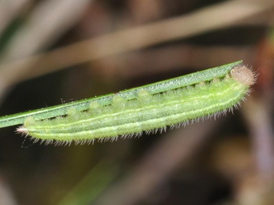 Demi-deuil  (Melanargia galathea) - Nymphalidae