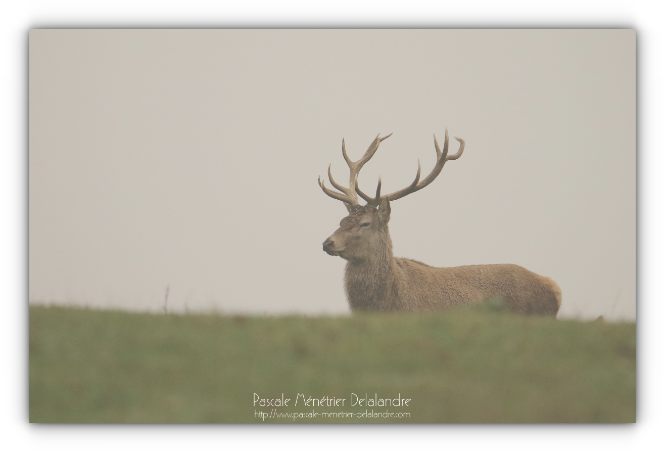 Apparitions des cerfs...
