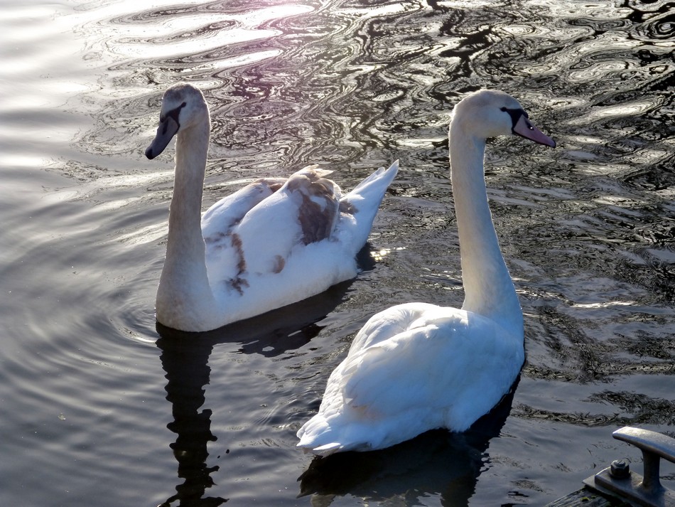 Ma vie et ses surprises !