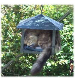 Poilu squatteur