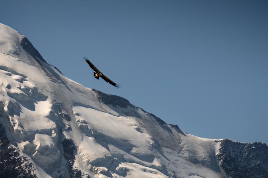 Vautour fauve
