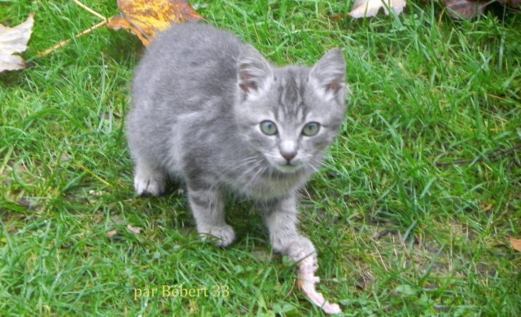 un petit minou dans le jardin