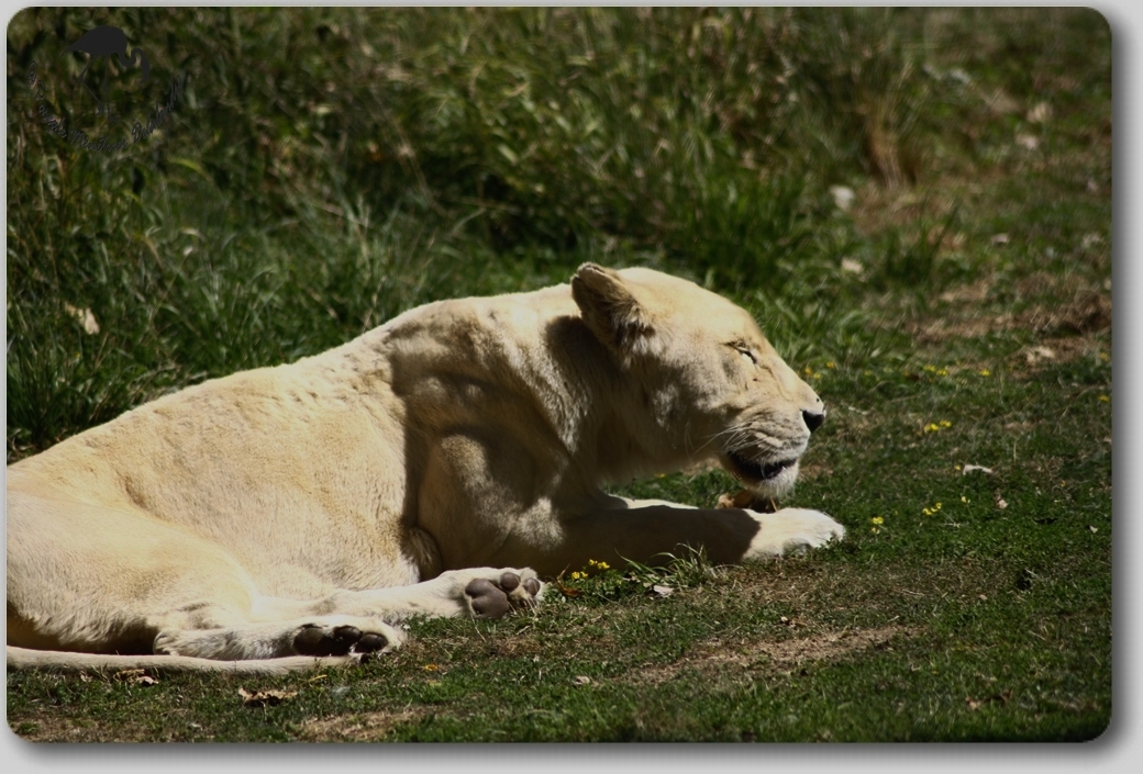 Lionne Blanche...