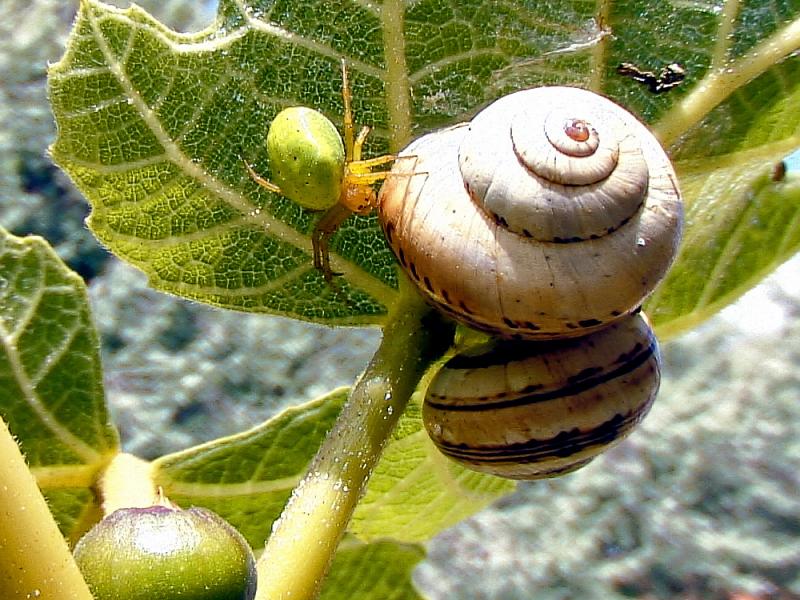 L'araignée courge, les escargots et le figuier - La Couarde - 17  posté le mercredi 18 février 2009