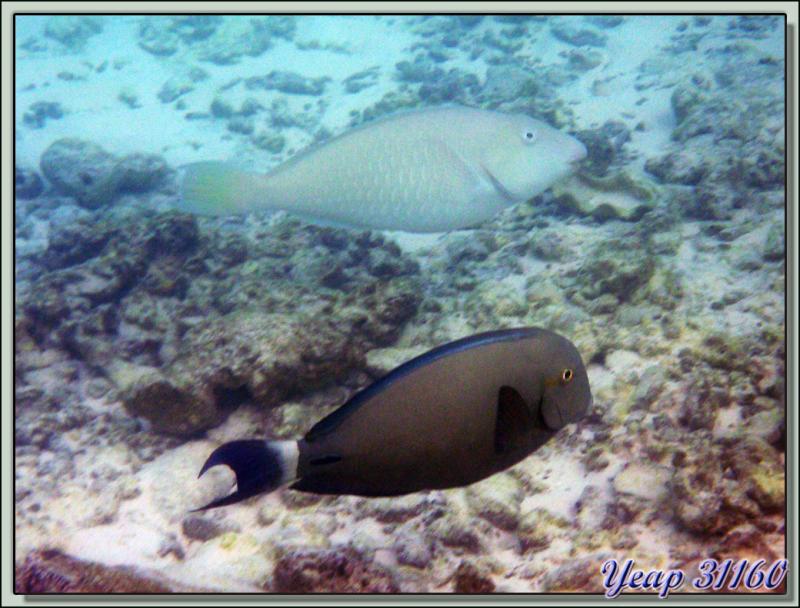 Chirurgien à queue barrée, Ringtail surgeonfish or dark surgeon (Acanthurus blochii ) - Raira Lagon - Rangiroa - Tuamotu - Polynésie française
