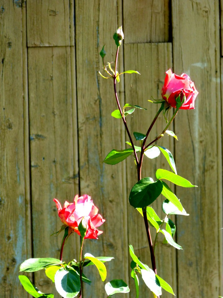 En mai sur le chemin de halage