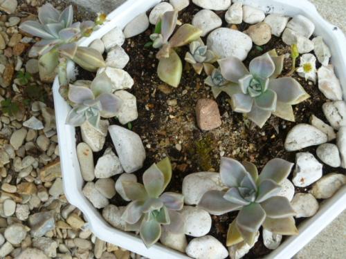 plante de porcelaine. Ca pousse