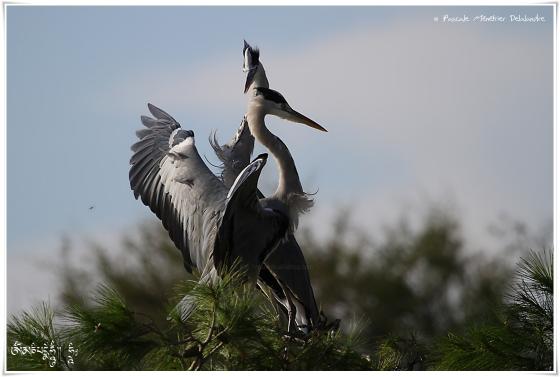 Héron cendré - Ardea cinerea - Grey Heron