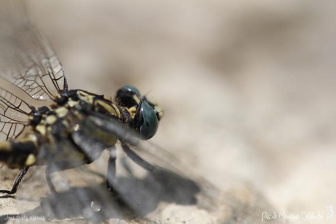Onychogomphe à crochets ♂ - Onychogomphus uncatus