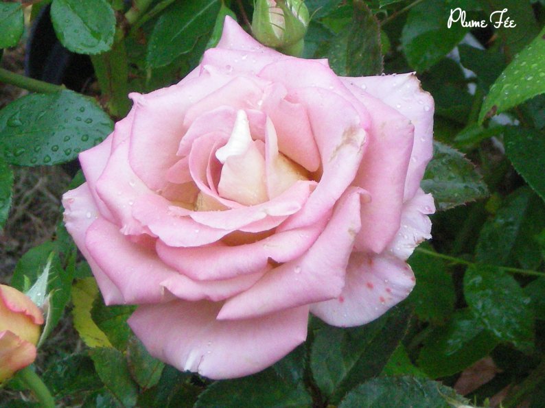 Image019.jpg