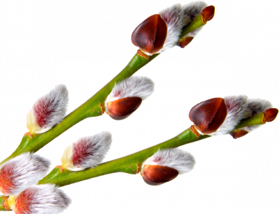 Le printemps