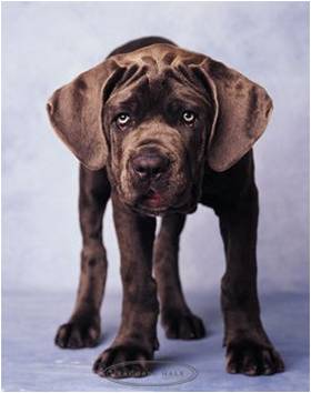 Chiens marrants
