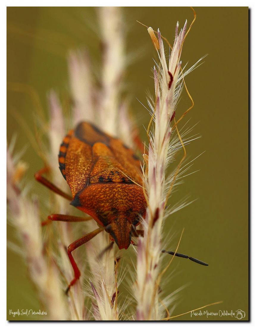 Carpocoris mediterraneus (Pentatome méridional)