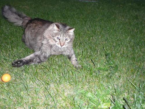 Merci Colibri, merci pour tout ...