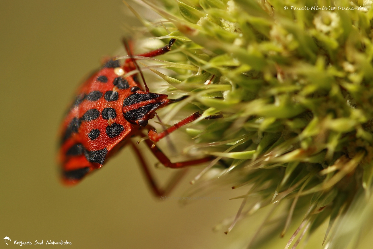 Graphosome ponctué - Graphosoma semipunctatum