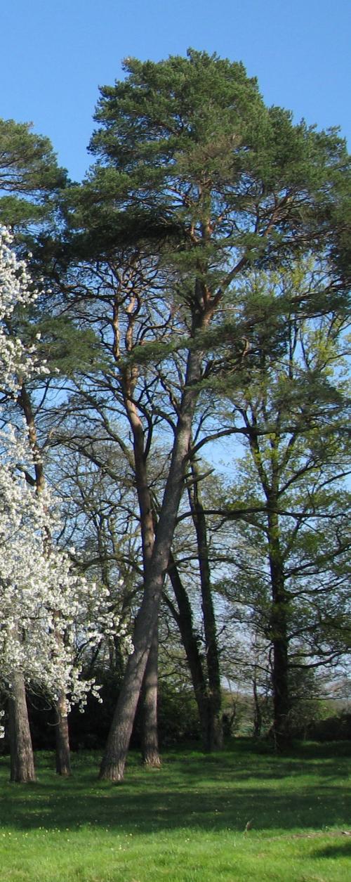 Vertus médicinales des arbres : Pin Sylvestre