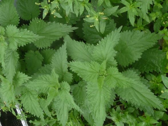 "Recettes" ... pour le jardin