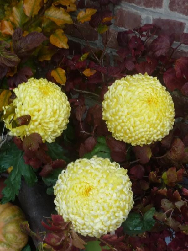 chrysanthème 