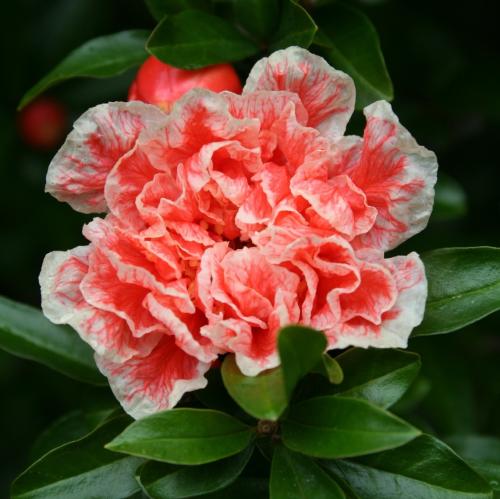 Arbre fruitier  Grenadier