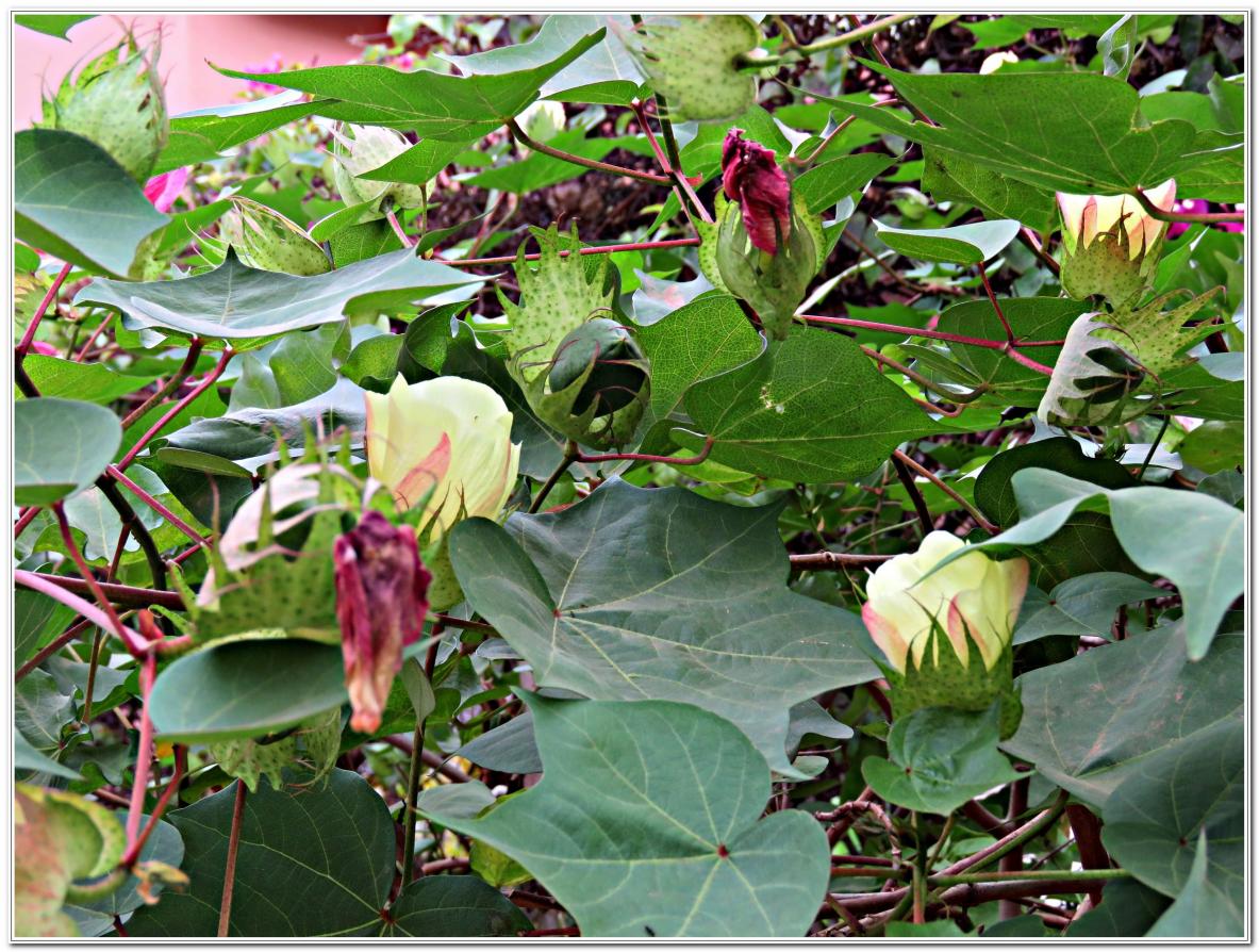 FLEURS ET COTON  AU  SENEGAL 2018