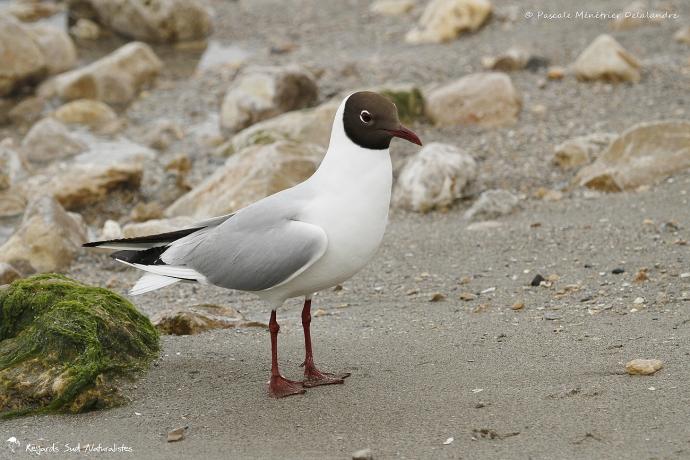 Mouette rieuse
