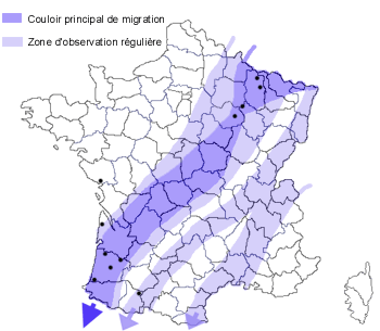 La magie de la saison hivernale dans le ciel de Camargue...