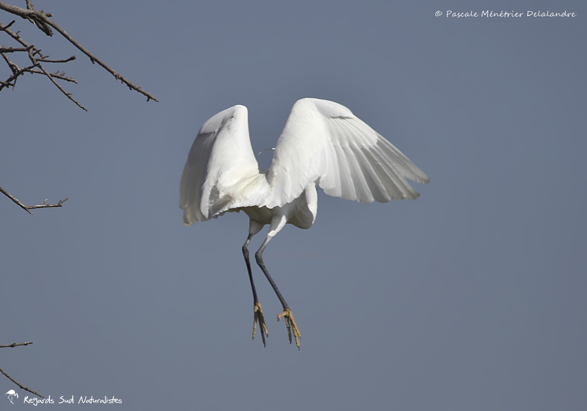 Aigrette garzette
