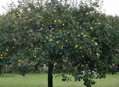 Arbre fruitier : Cognassier