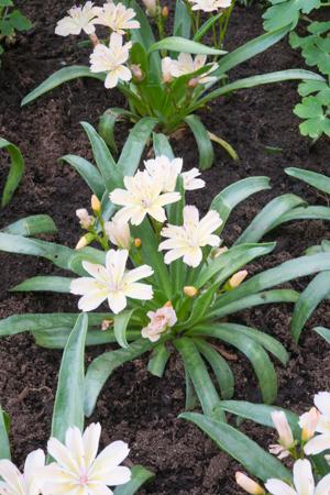 Fleurs cultivées : Lewisia