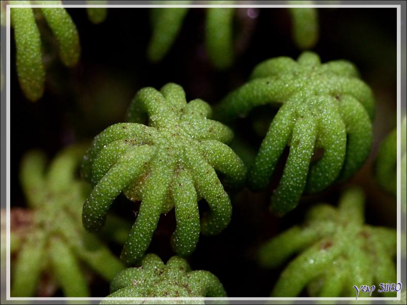 Macro sur une Hépatique à thalle (Marchantia polymorpha L.) - Lartigau - Milhas - 31
